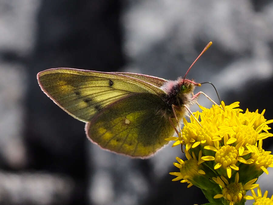 Image of Labrador Sulphur