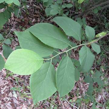 Plancia ëd Halesia diptera J. Ellis