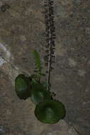 Image of Horizontal navelwort