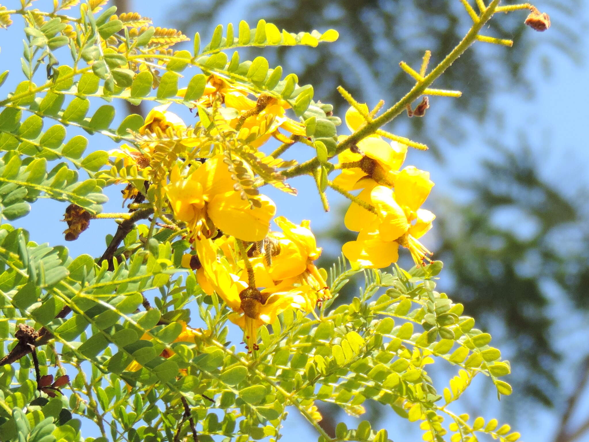 Image of <i>Cenostigma eriostachys</i>