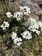 Image of Pachyneurum grandiflorum (C. A. Mey.) Bunge