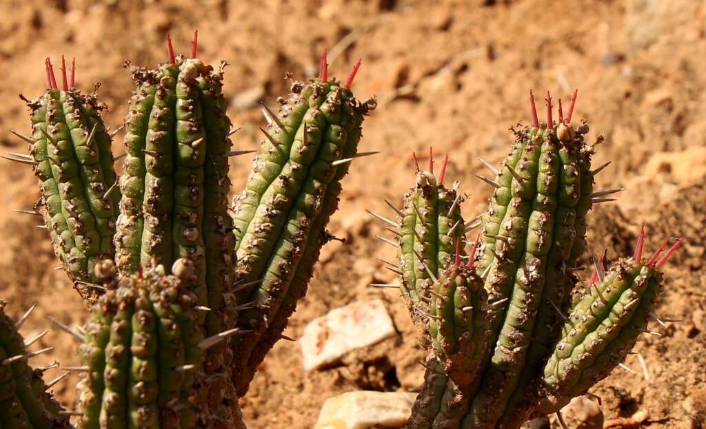 Слика од Euphorbia mammillaris L.