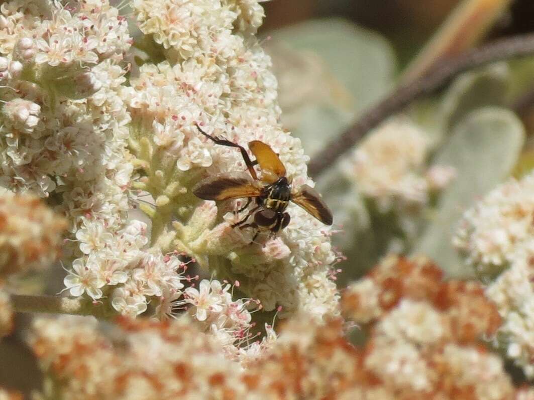 Image of Tachinid fly