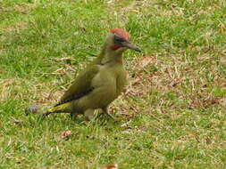 Image of Iberian Green Woodpecker