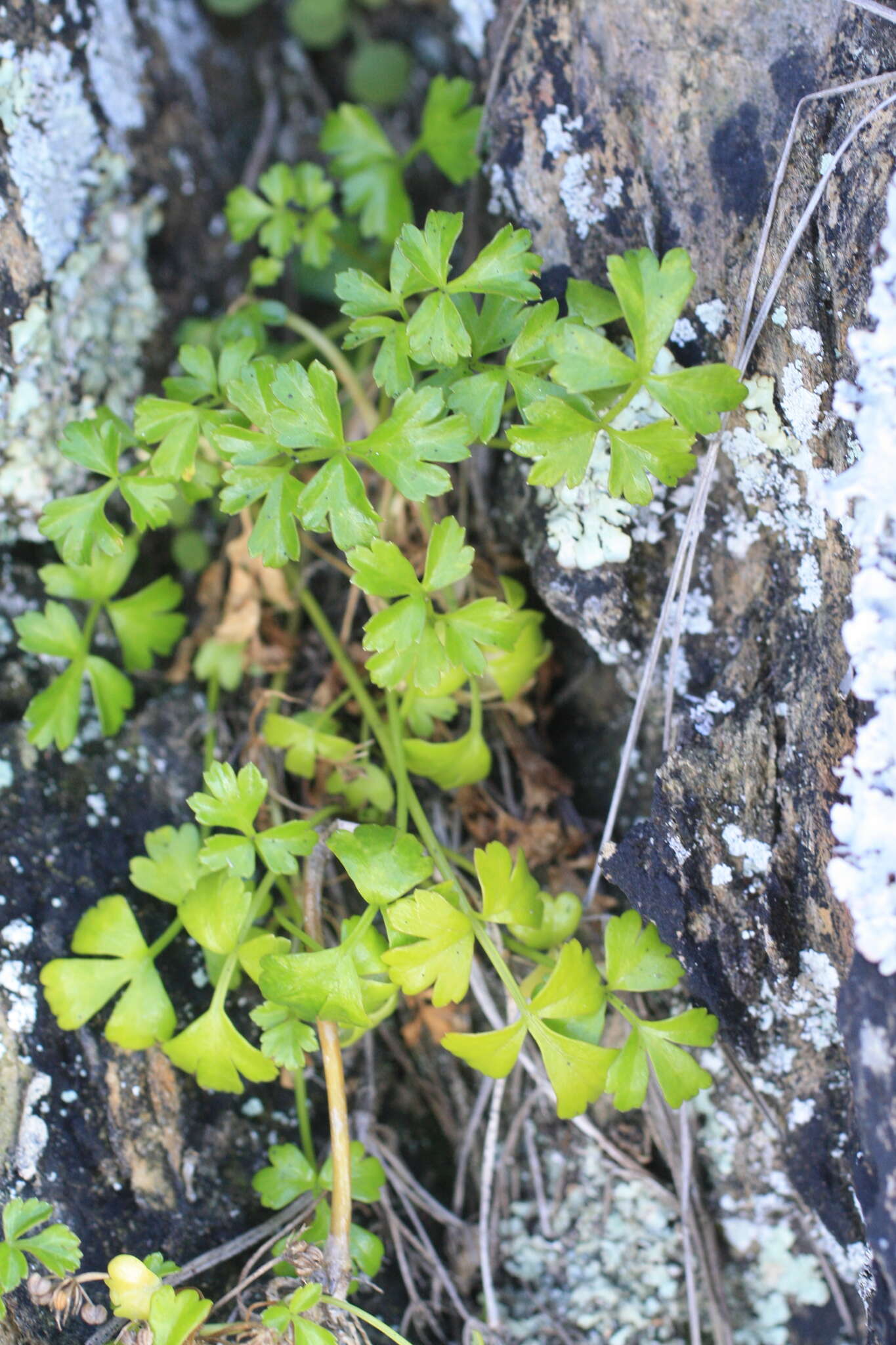 Image de Apium prostratum Labill.