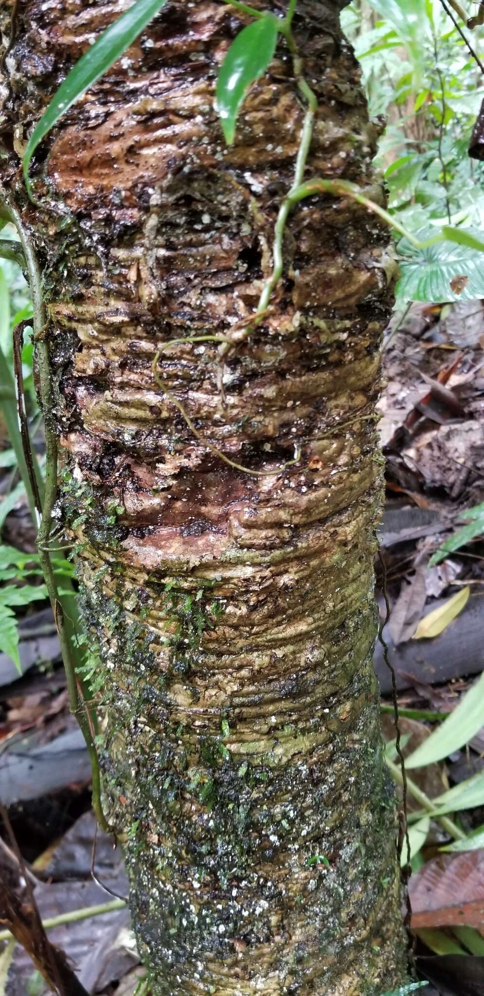 Image of Zamia lindenii Regel ex André