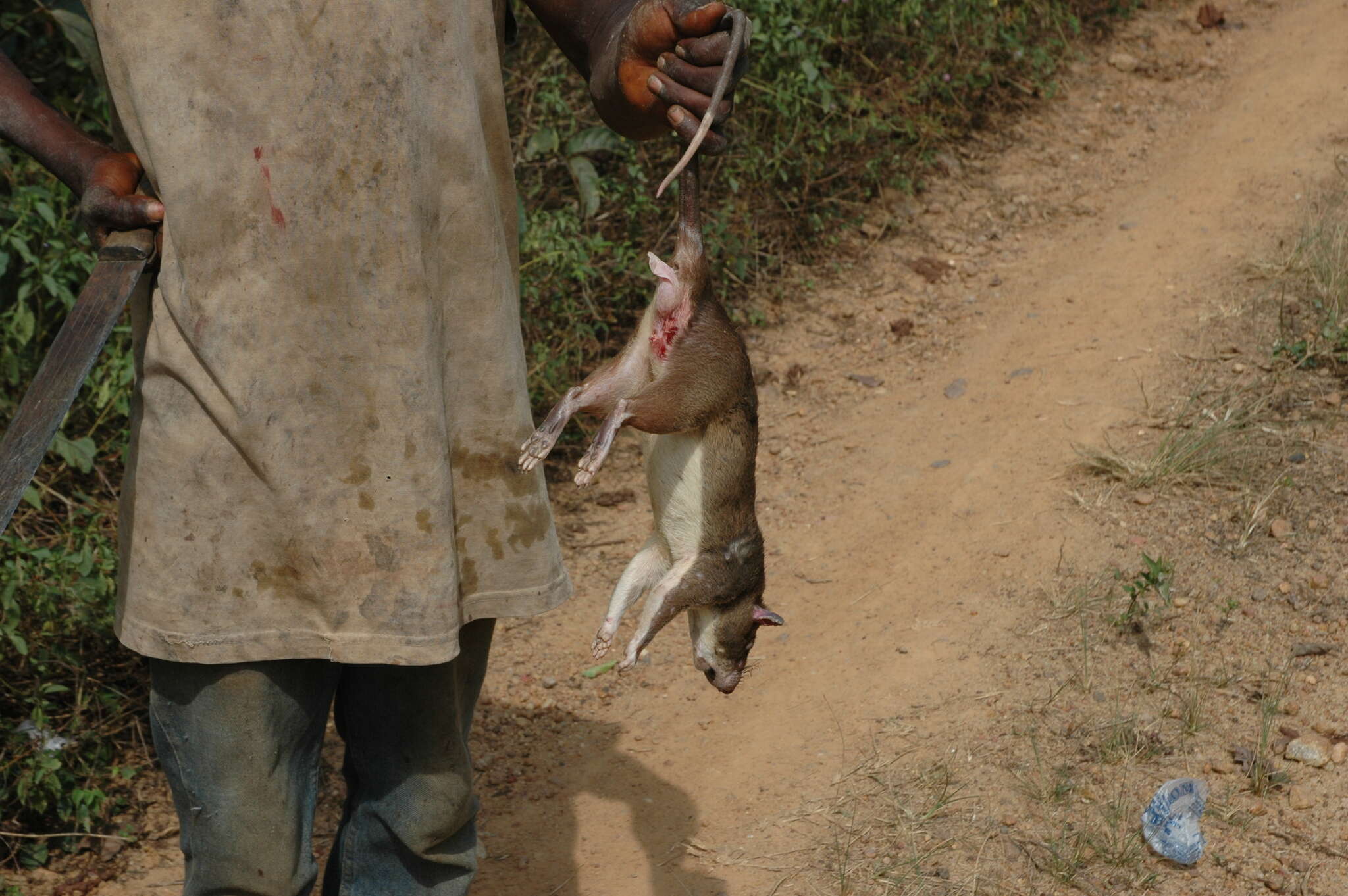 Image of Forest Giant Pouched Rat