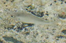 Image of Common mojarra