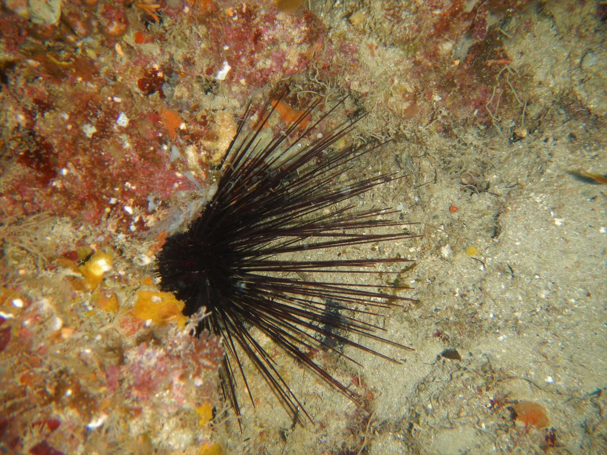 Image de Oursin diadème de Méditerranée