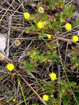 Image de Cotula discolor (DC.) J. C. Manning & Mucina