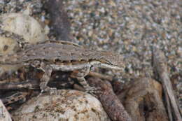 Image of Urosaurus ornatus lateralis (Boulenger 1883)