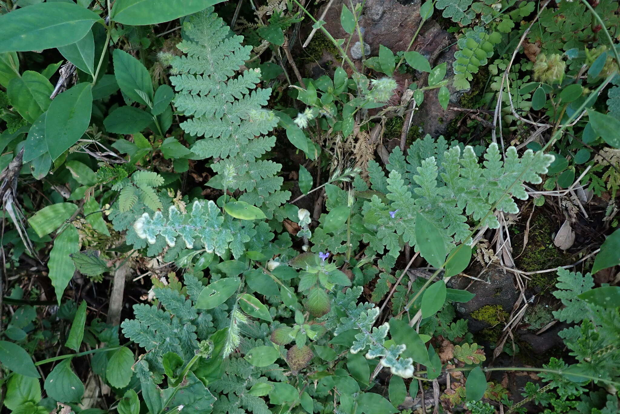 Plancia ëd Notholaena brachypus (Kunze) J. Sm.