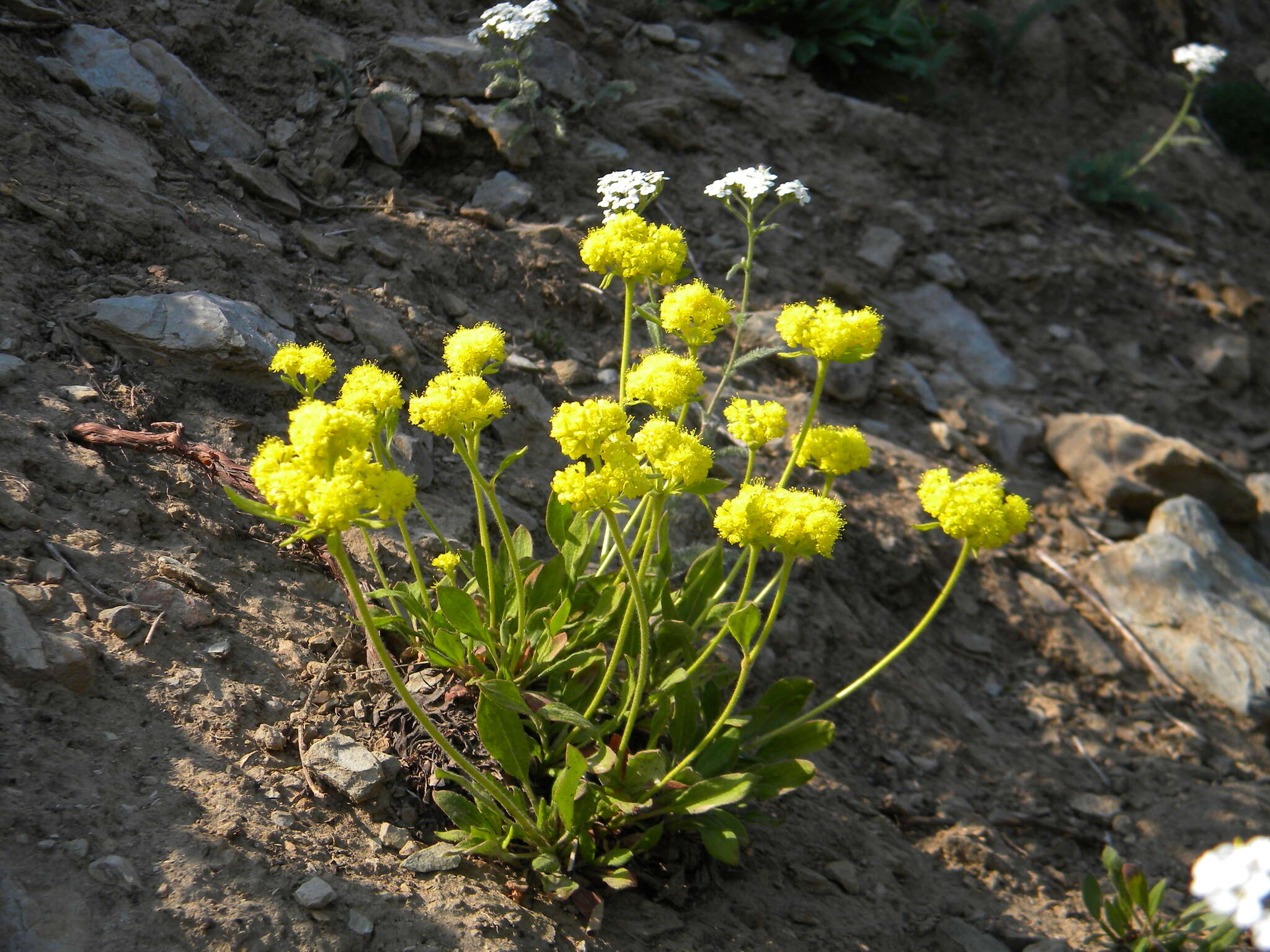 Image of Piper's golden buckwheat