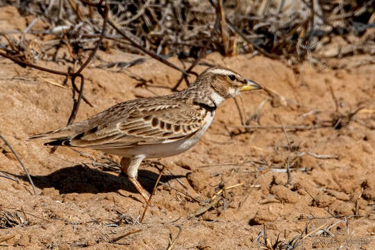 Image of Bimaculated Lark