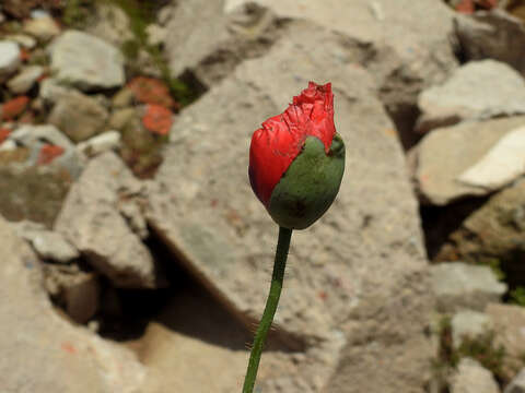 Sivun Papaver somniferum subsp. somniferum kuva