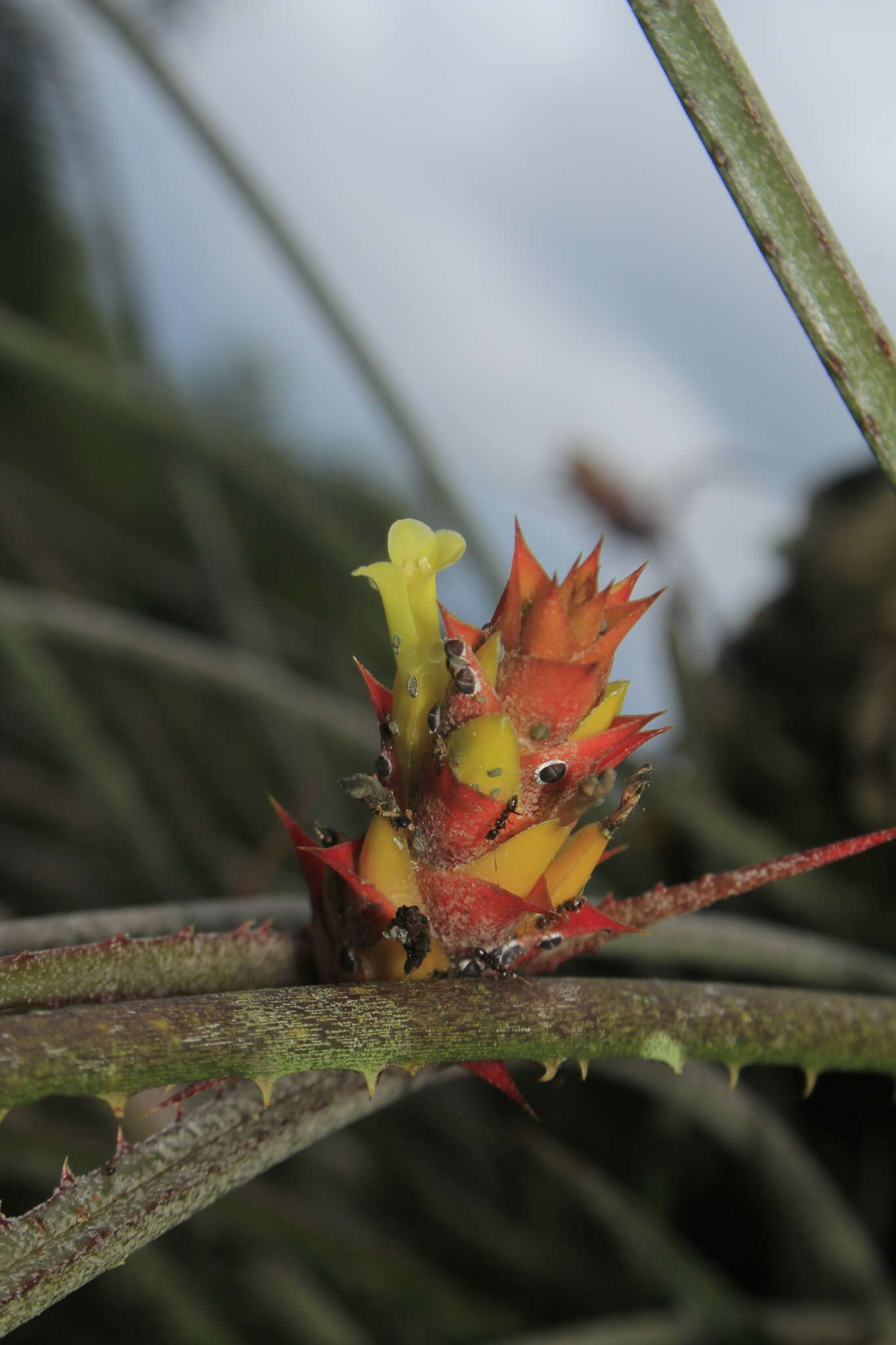 Image de Acanthostachys strobilacea (Schult. & Schult. fil.) Klotzsch