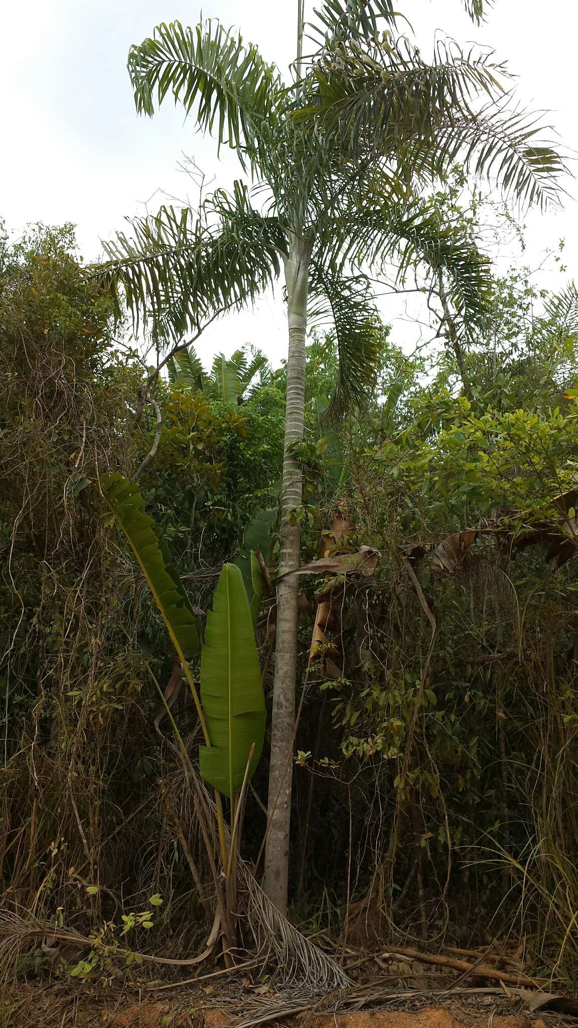 Image of Dypsis madagascariensis (Becc.) Beentje & J. Dransf.