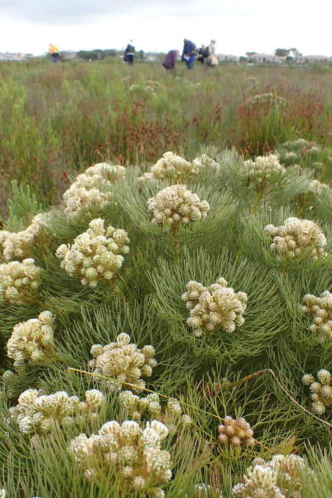 Image of Serruria glomerata (L.) R. Br.