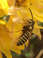 Vespula squamosa (Drury 1770) resmi