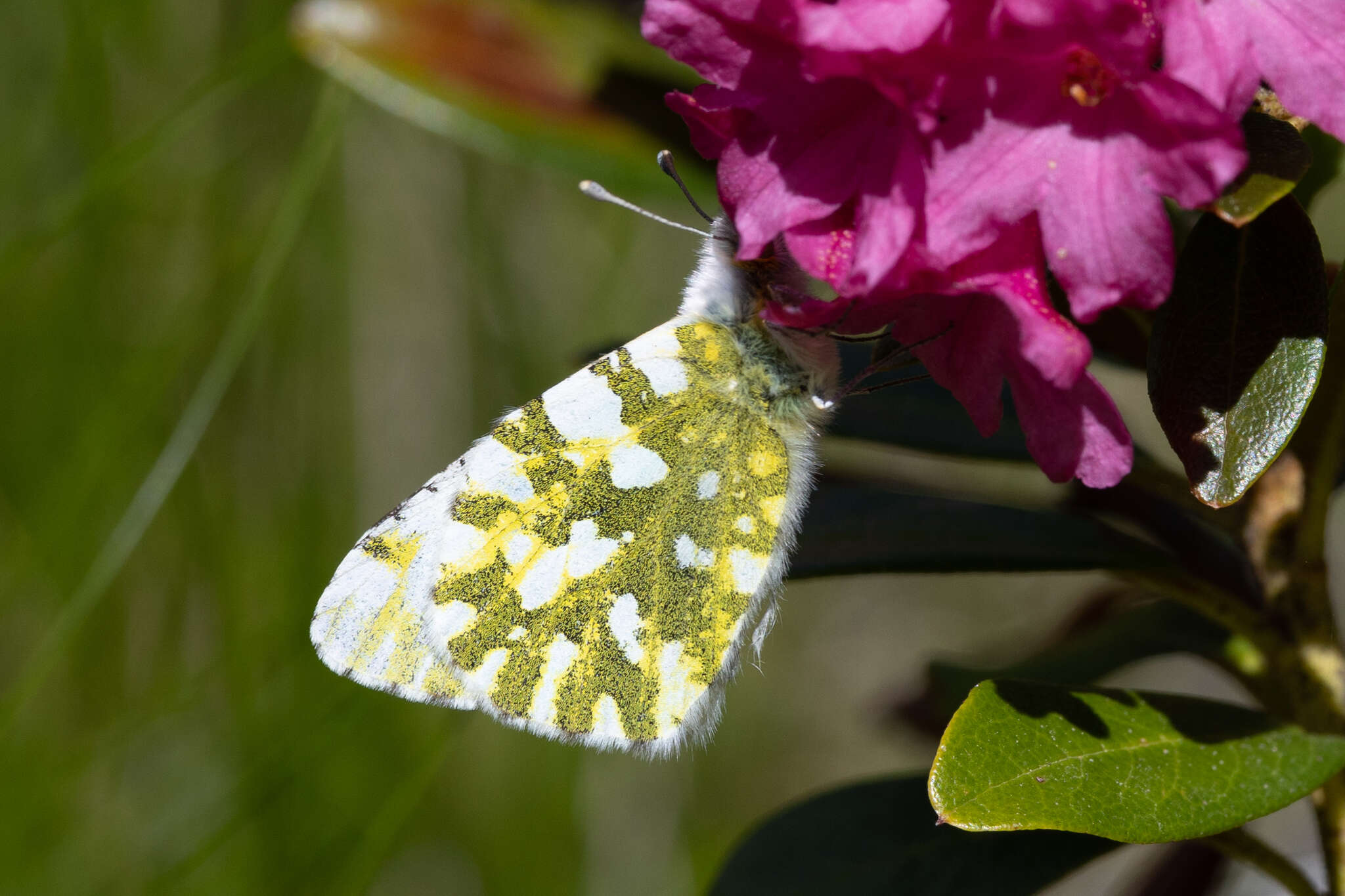 Слика од Euchloe simplonia (Boisduval 1828)