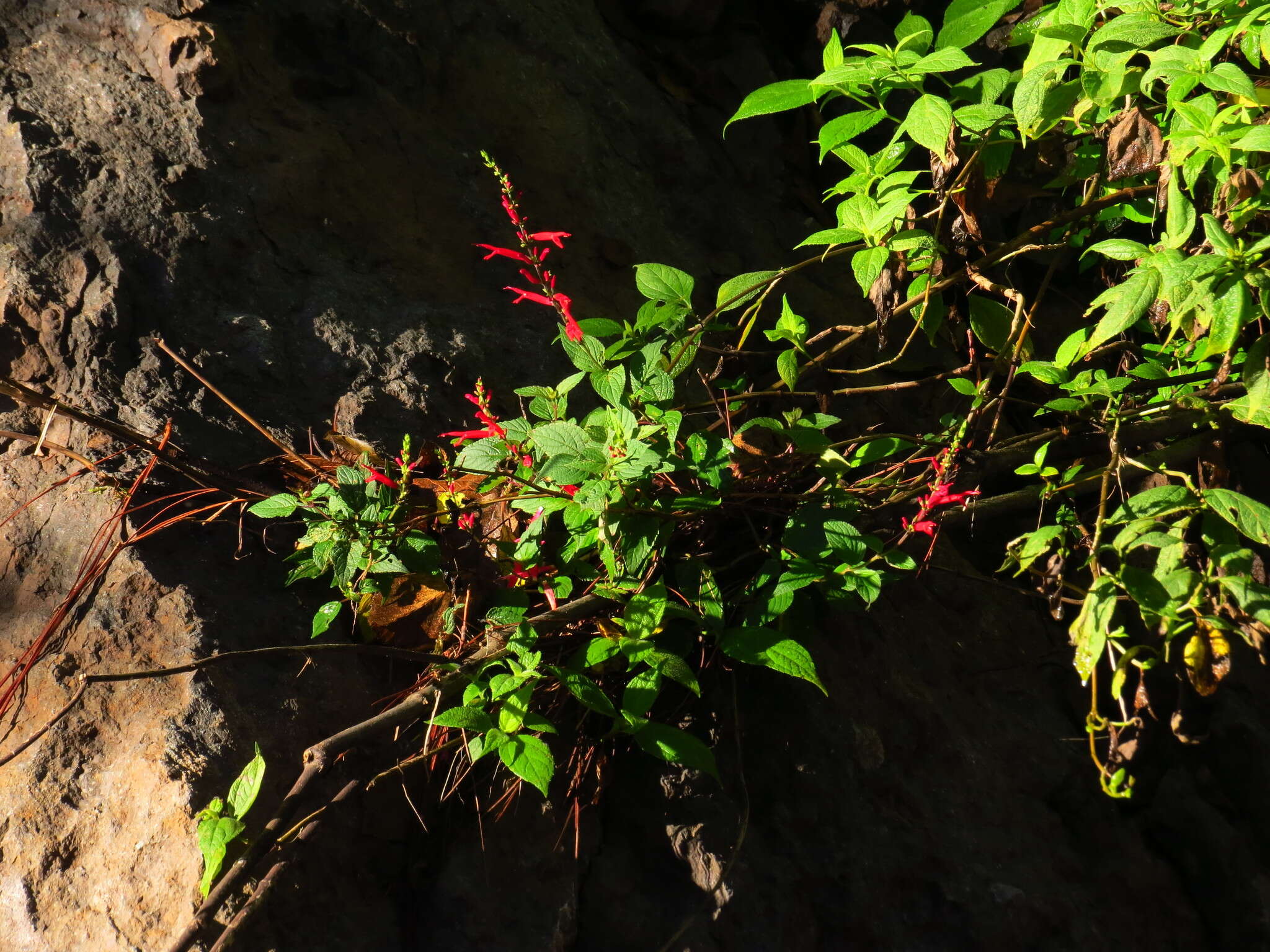 Image of pineapple sage