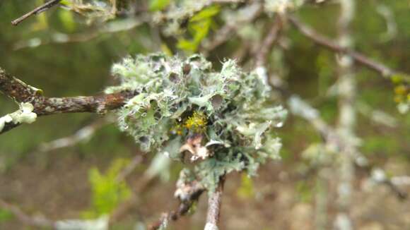 Image of shield lichen