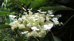 Image of Hydrangea integrifolia Hayata