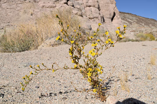 Image of Red Rock tarweed