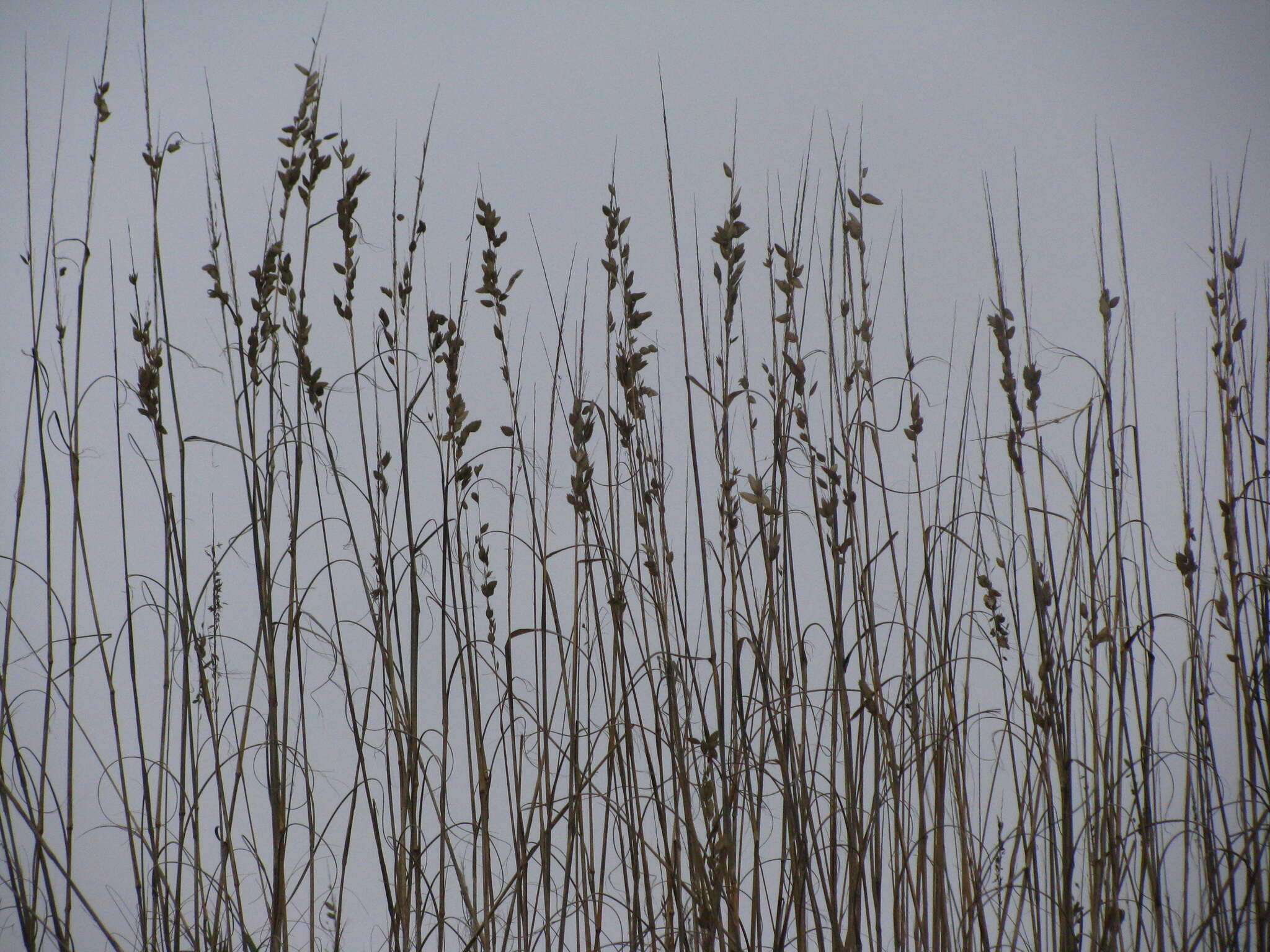 صورة Uniola paniculata L.