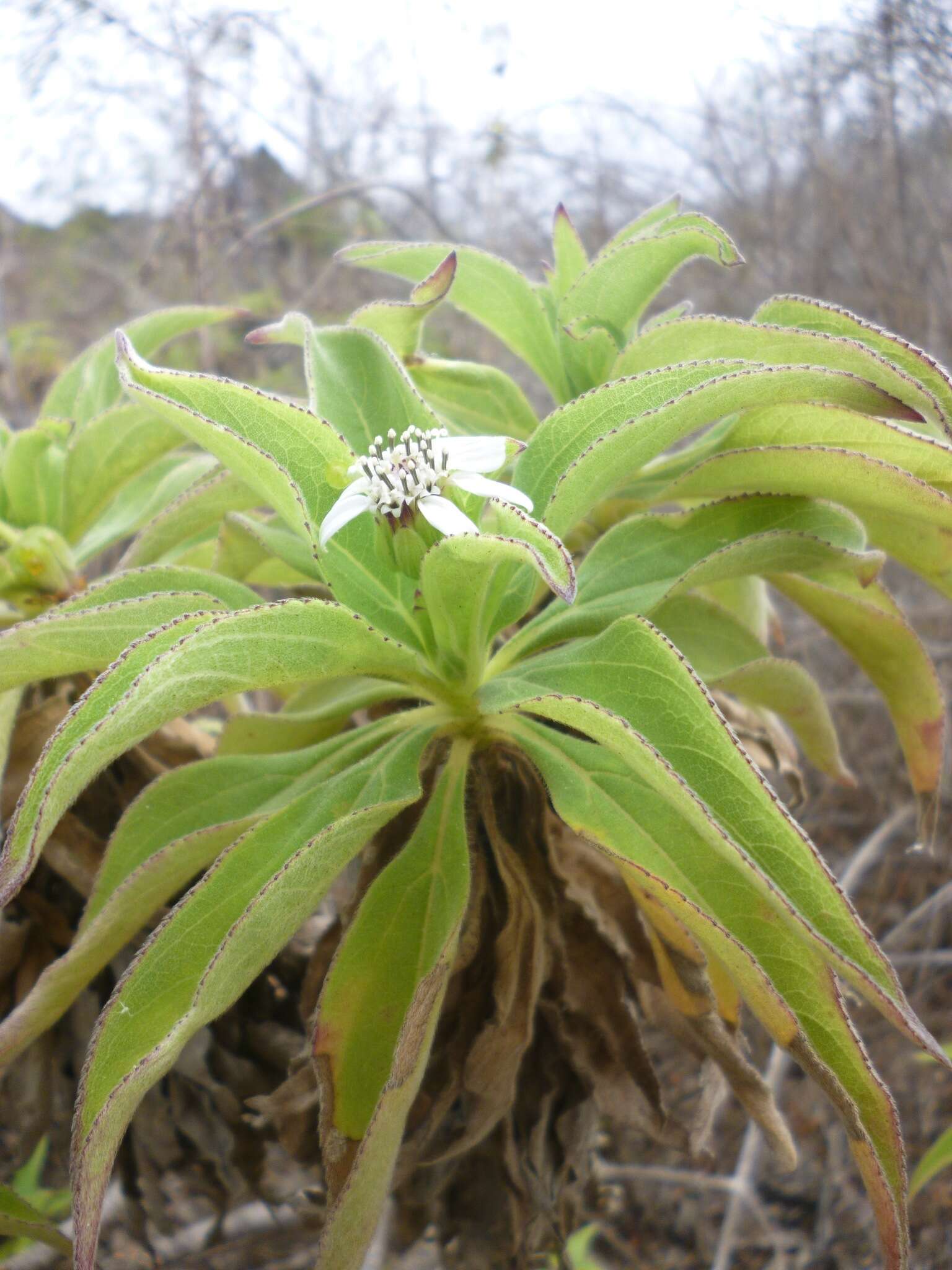 Image de Scalesia affinis Hook. fil.