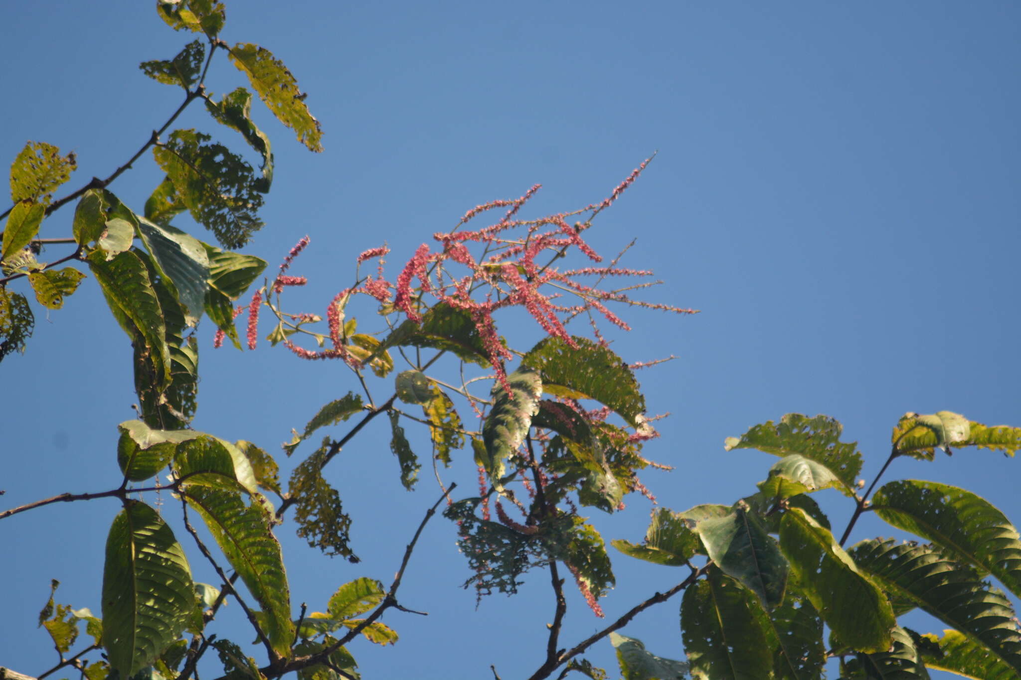 Sivun Terminalia myriocarpa Van Heurck & Müll. Arg. kuva