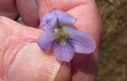 Image of <i>Viola <i>sororia</i></i> var. sororia