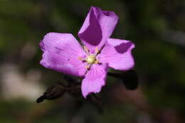 Image of Drosera hamiltonii C. R. P. Andrews