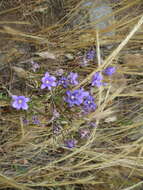 Image of San Clemente Island brodiaea