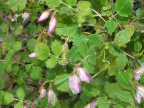 Image of Ononis rotundifolia L.