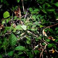 Image of cabbage butterfly