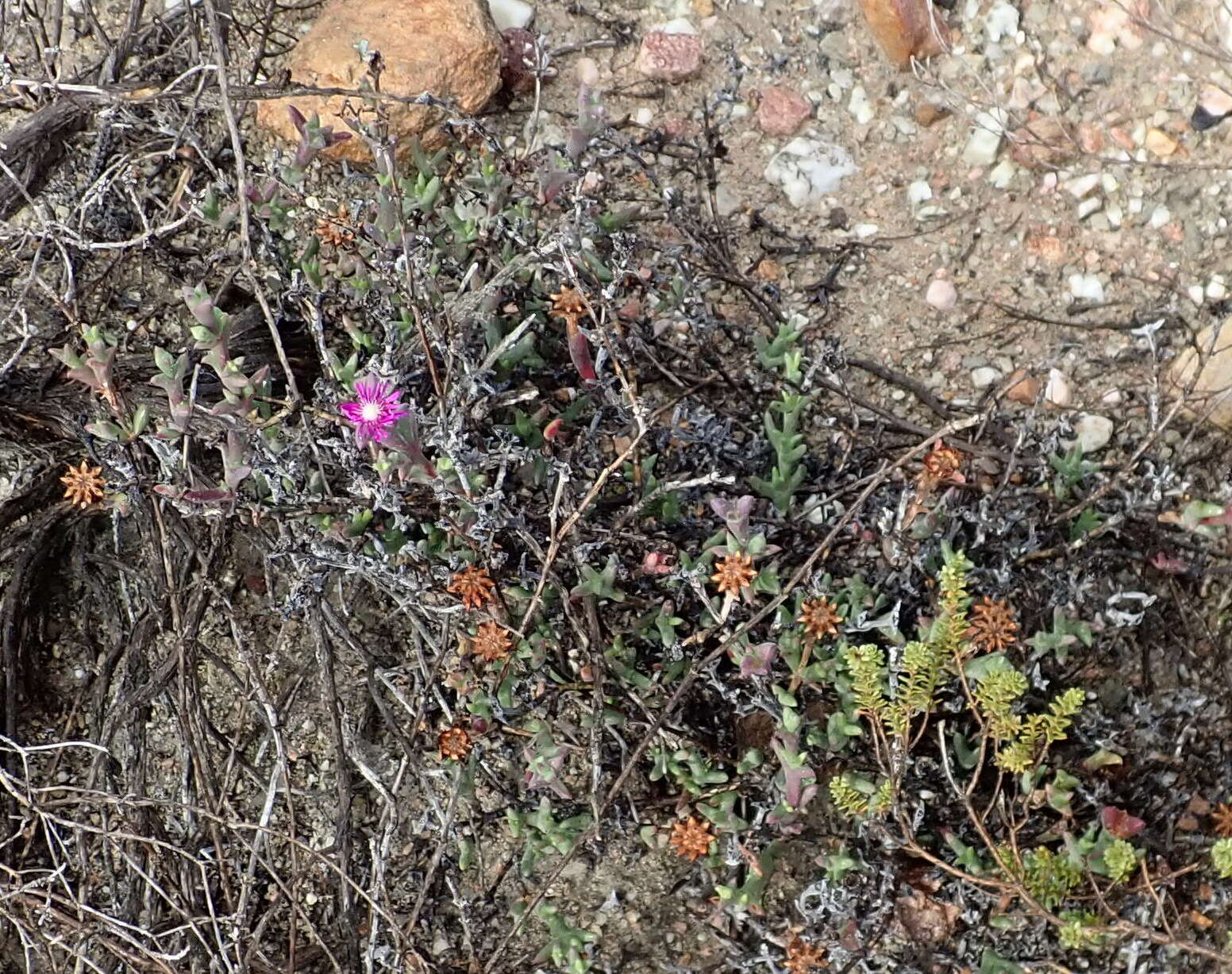 Sivun Smicrostigma viride (Haw.) N. E. Br. kuva