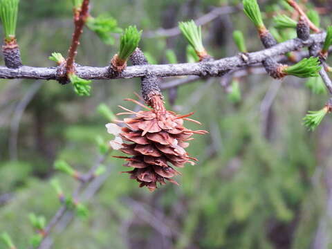 Image of western larch