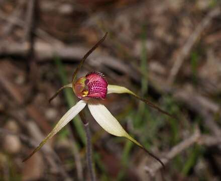 Image of Tawny spider orchid