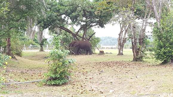 Image of African forest elephant