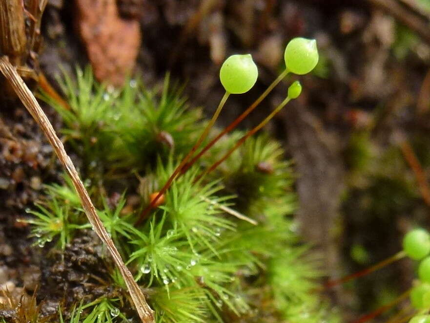 Image of Bartramia nothostricta Catcheside 1987