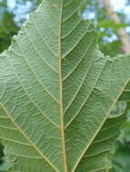 Image of Grey-budded snake-bark-maple