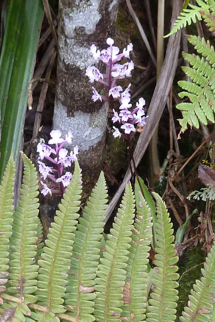 Image of Cynorkis squamosa (Poir.) Lindl.