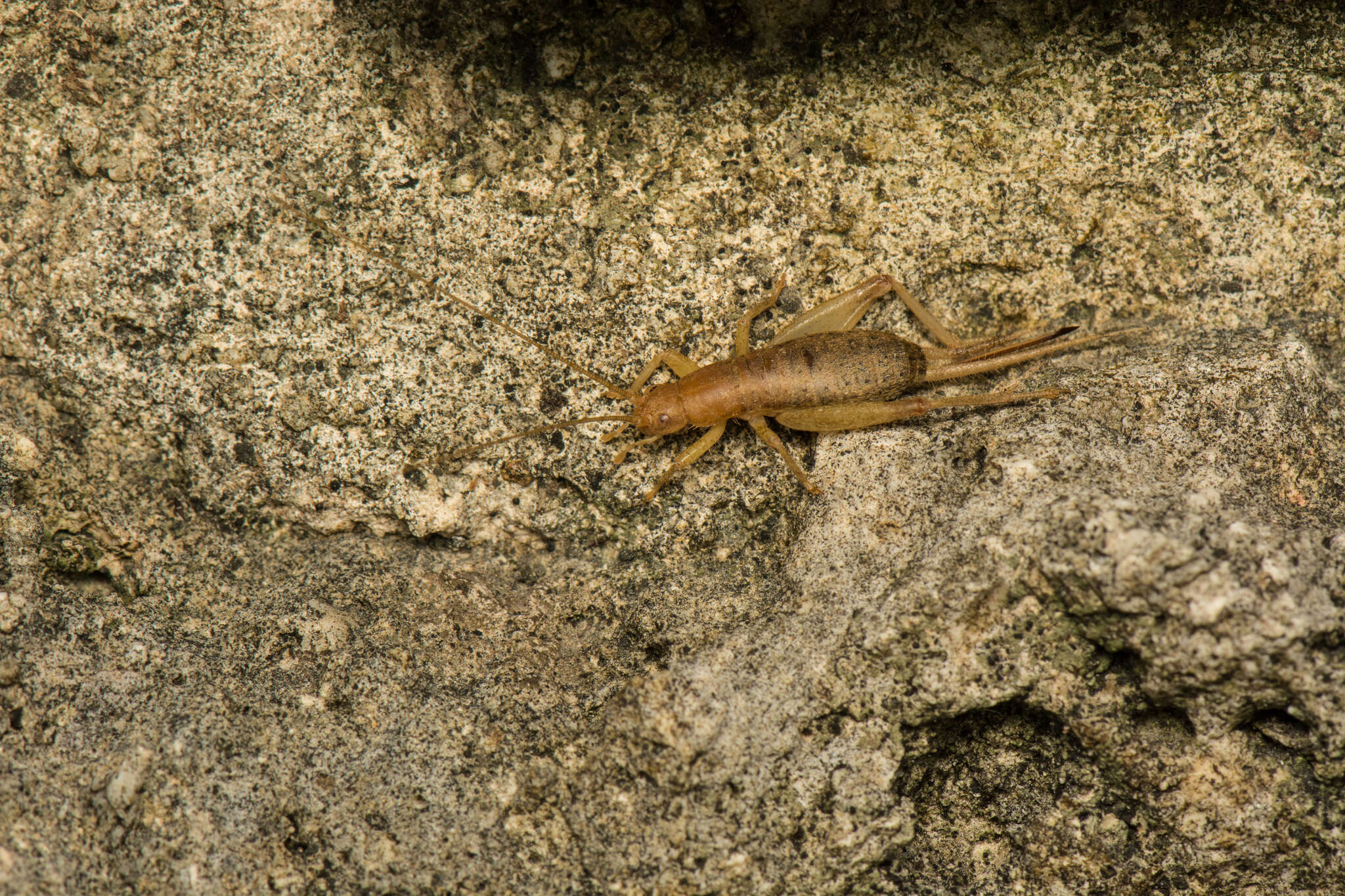 Image of Cricket