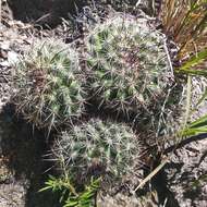 Image de Mammillaria discolor Haw.