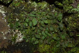 Image of <i>Elaphoglossum <i>spatulatum</i></i> var. spatulatum