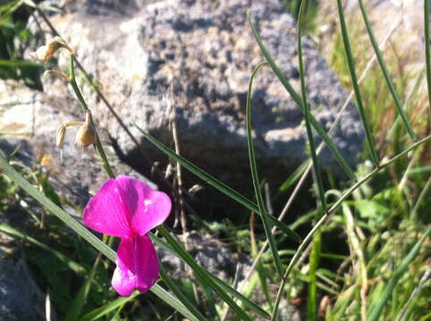 Image of Lathyrus laetiflorus Greene