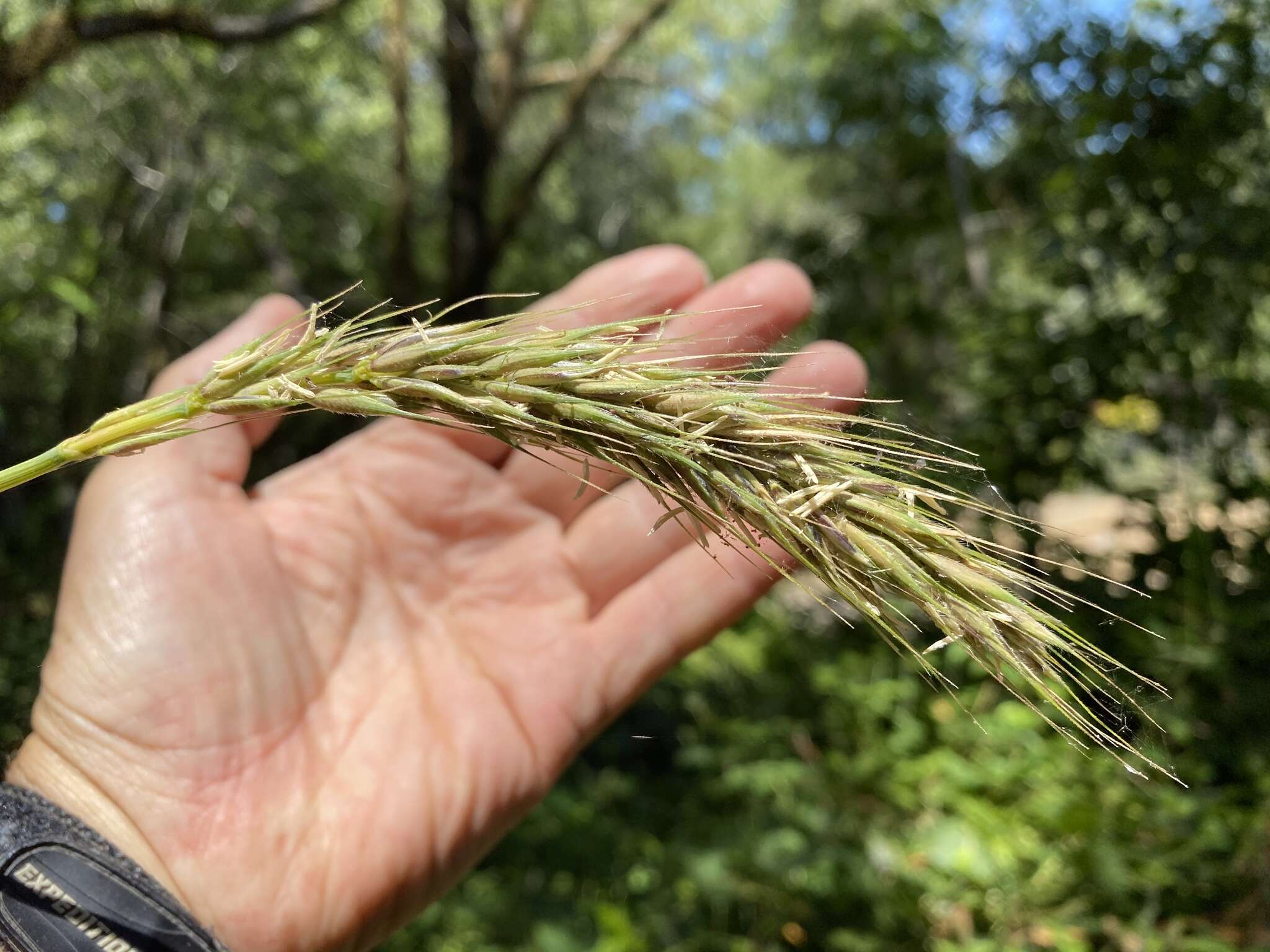 Elymus californicus (Bol. ex Thurb.) Gould的圖片