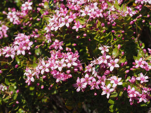 Image of Agathosma odoratissima (C. V. Montin) Pillans