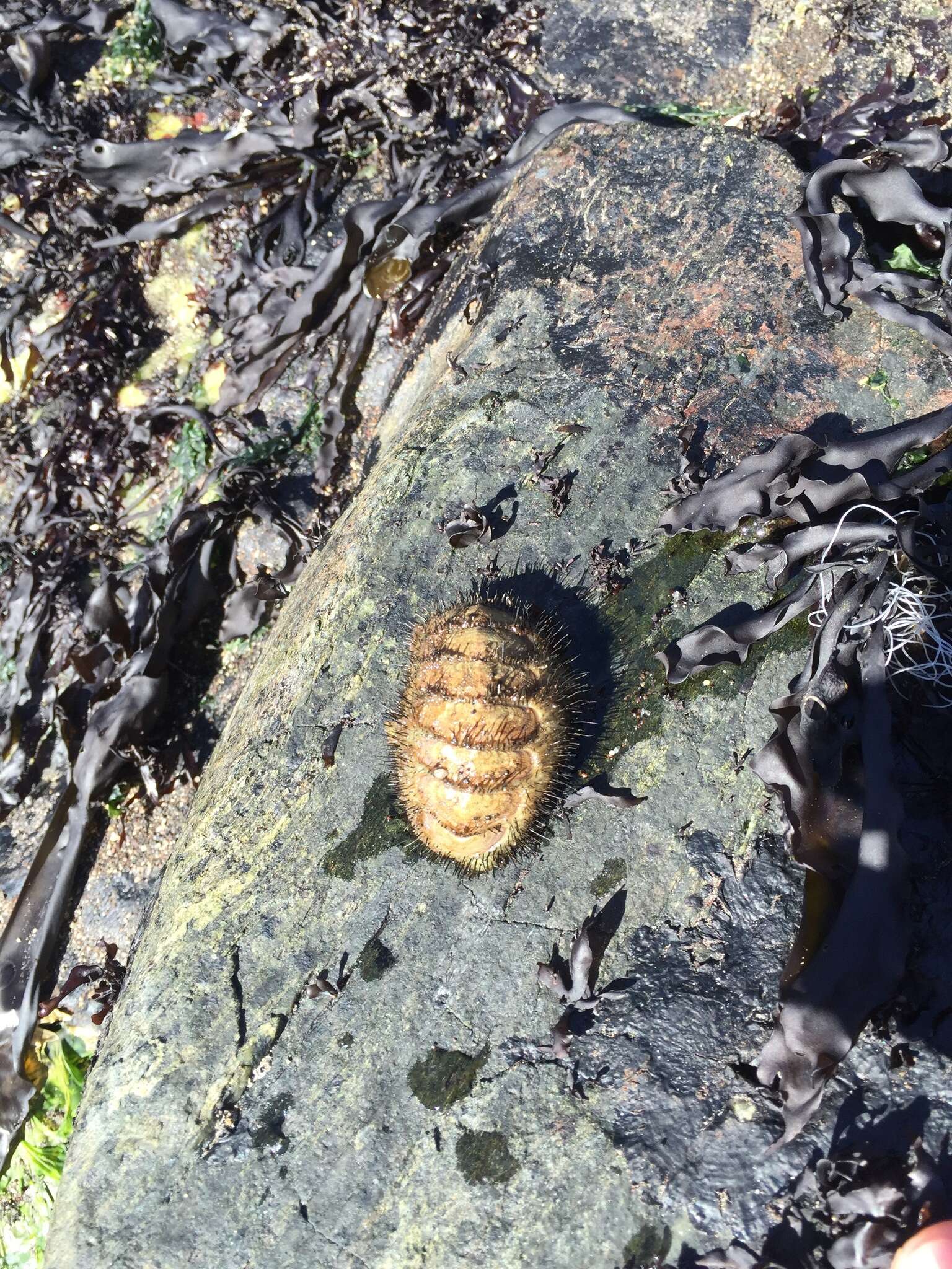 Слика од Chaetopleura peruviana (Lamarck 1819)